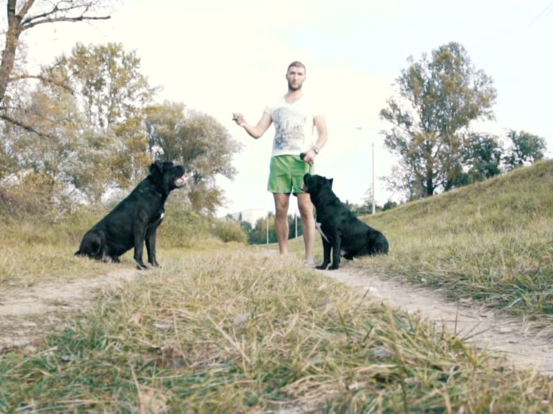 Postepeno upoznavanje pasa s ljudima i psima gradi samopouzdanje, smanjuje stres i podstiče zdrave navike.