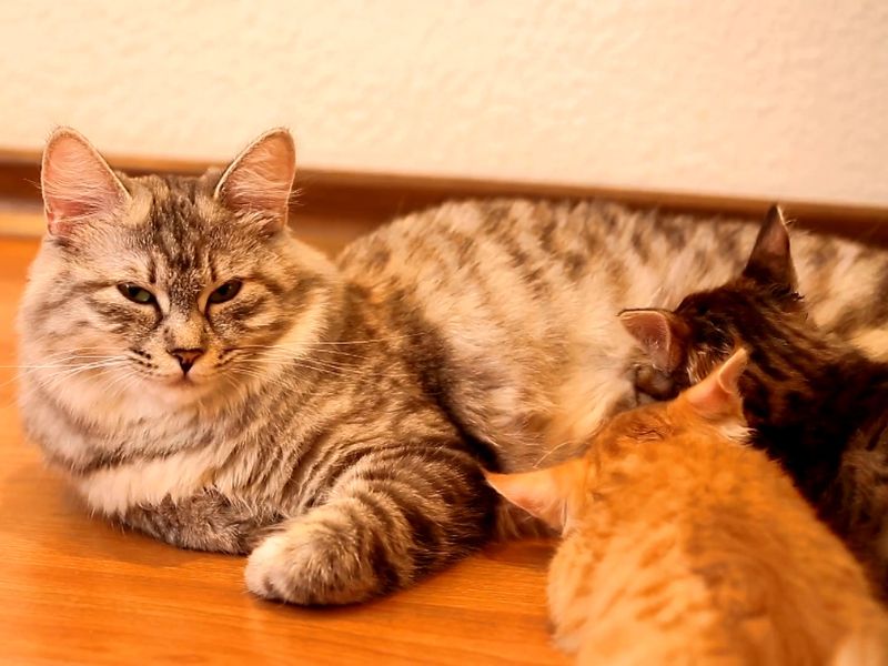 Trudnoj mački prilagodite ishranu, pratite zdravlje i redovno posećujte veterinara radi sigurnosti.