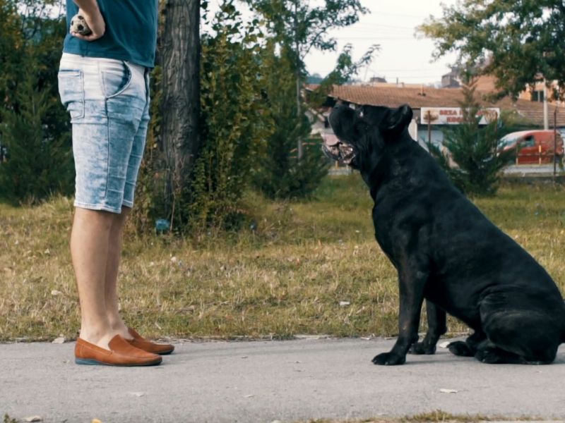 Zajednički treninzi jačaju vezu, poboljšavaju komunikaciju i donose zabavu kroz kreativne igre i trikove.
