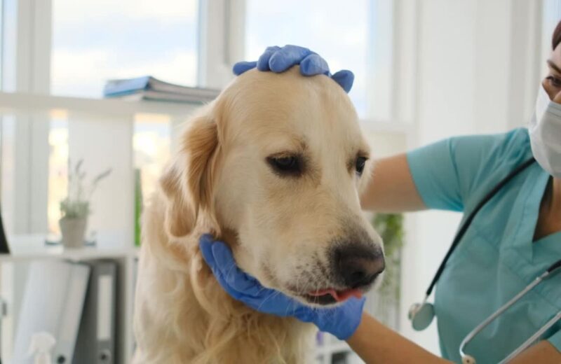 Brzo reagujte, pozovite veterinara i sprečite psa da pojede štetne namirnice ili biljke.
