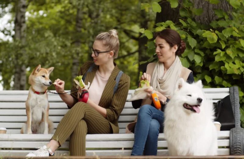 Mnoge svakodnevne namirnice poput čokolade, alkohola, kafe, testa i oraha su otrovne za pse i mogu izazvati ozbiljne simptome.